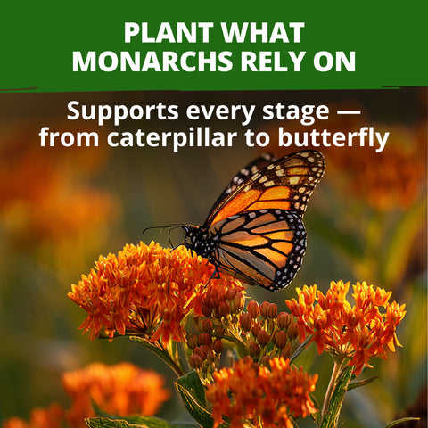HOME GROWN Butterfly Milkweed Seeds (Asclepias tuberosa) – 108 Heirloom Non-GMO Seeds, Native Orange Wildflower, Monarch Host Plant, Pollinator Garden