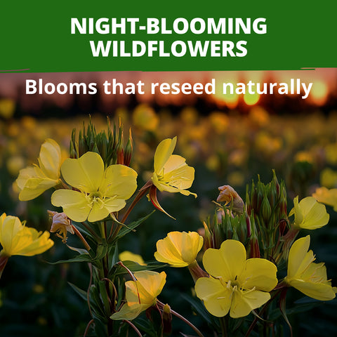 HOME GROWN Evening Primrose Seeds – 575 Heirloom Non-GMO Seeds (0.3g), Oenothera lamarckiana, Yellow Wildflowers for Pollinator Gardens, Zones 4–9