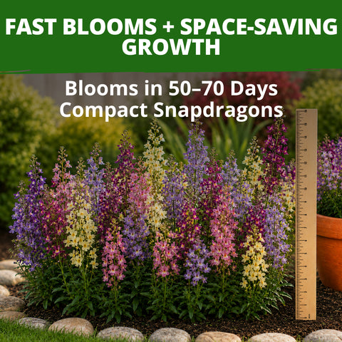 HOME GROWN Fairy Snapdragon Flower Seeds (Linaria maroccana) – 7,000 Heirloom Non-GMO Seeds, Compact Pastel Blooms, Pollinator-Friendly Cool Season Annual for Gardens
