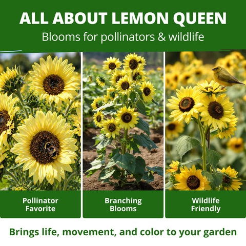 HOME GROWN Lemon Queen Sunflower Seeds – 100 Heirloom Non-GMO Seeds 3.8g, Spring 2026 Cut Flowers (Helianthus annuus)