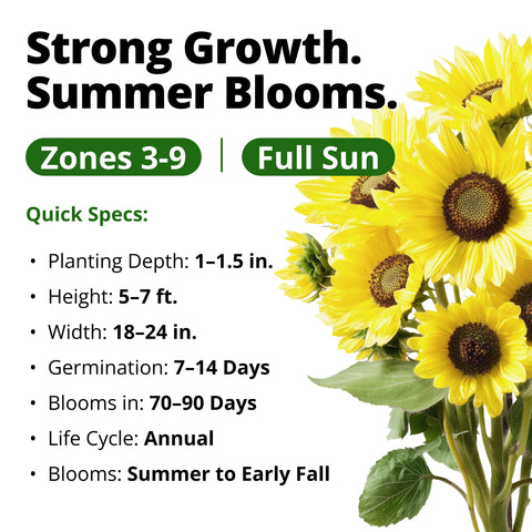 HOME GROWN Lemon Queen Sunflower Seeds – 100 Heirloom Non-GMO Seeds 3.8g, Spring 2026 Cut Flowers (Helianthus annuus)