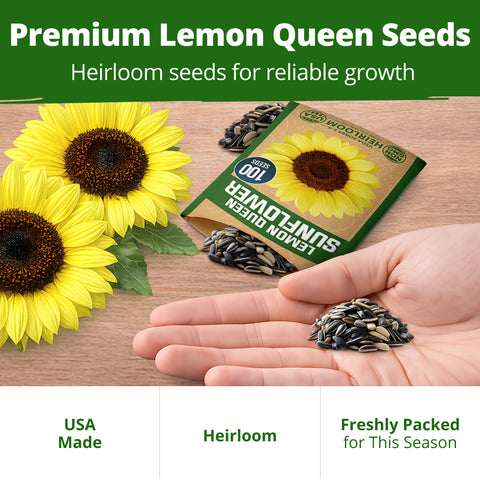 HOME GROWN Lemon Queen Sunflower Seeds – 100 Heirloom Non-GMO Seeds 3.8g, Spring 2026 Cut Flowers (Helianthus annuus)