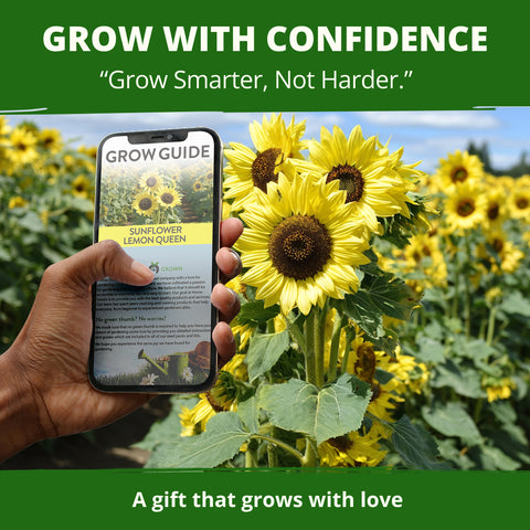 HOME GROWN Lemon Queen Sunflower Seeds – 100 Heirloom Non-GMO Seeds 3.8g, Spring 2026 Cut Flowers (Helianthus annuus)