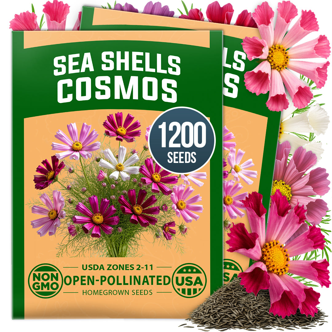 HOME GROWN Sea Shells Cosmos Flower Seeds (Cosmos bipinnatus) – 1,200 Heirloom Non-GMO Seeds, Quilled Petals, Mixed Colors, Cut & Pollinator Garden Flowers