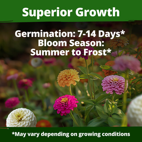 HOME GROWN Zinnia Lilliput Mix – 2500 Seeds (2g), Zinnia elegans for Spring 2026, Colorful Flowers for Beds, Containers & Cut Blooms