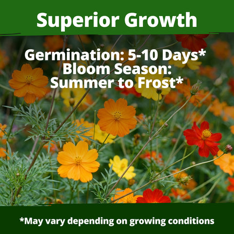 HOME GROWN Cosmos Bright Lights Mix Seeds – 5000 Cosmos sulphureus, Spring 2026 Flower Seeds for Planting, Easy Grow Outdoor Garden Mix