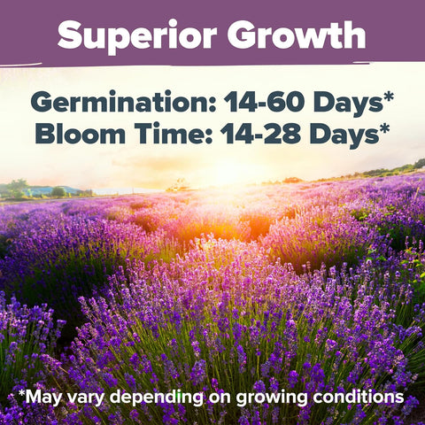 germinated lavender seeds English Lavender Seeds, 1500 ct, Non-GMO, USA Grown