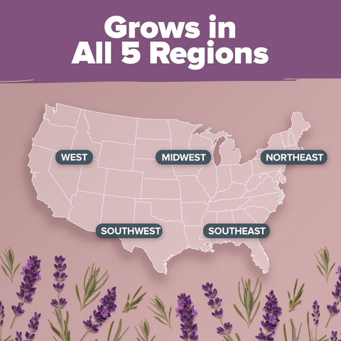 lavender plant location English Lavender Seeds, 1500 ct, Non-GMO, USA Grown