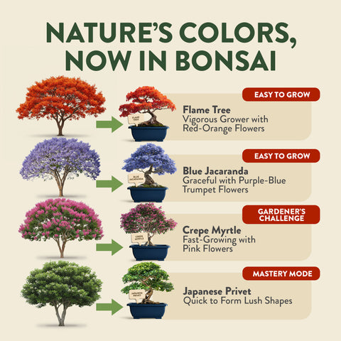 Bonsai Growing Kit – Complete Set with Seeds, Pots & Tools (4 Varieties)