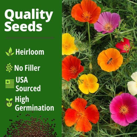 HOME GROWN California Poppy Formula Mix – 11,000 Seeds (1.3g), Spring 2026 Flower Seeds, Eschscholzia californica, Bulk Wildflower Poppy Seeds