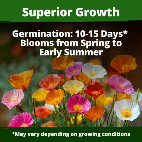 HOME GROWN California Poppy Formula Mix – 11,000 Seeds (1.3g), Spring 2026 Flower Seeds, Eschscholzia californica, Bulk Wildflower Poppy Seeds