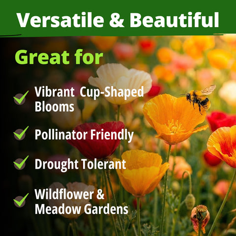HOME GROWN California Poppy Formula Mix – 11,000 Seeds (1.3g), Spring 2026 Flower Seeds, Eschscholzia californica, Bulk Wildflower Poppy Seeds