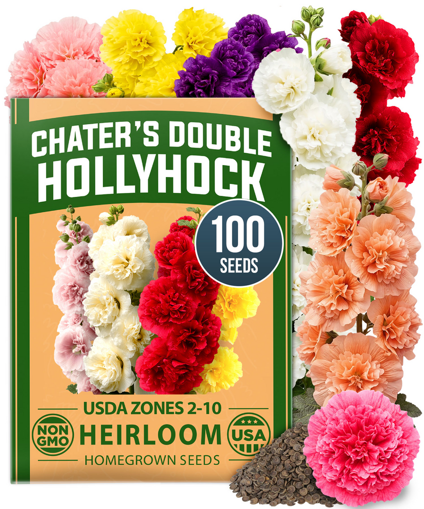 HOME GROWN Hollyhock Chaters Double Mix 100 Seeds (0.9g) – Alcea rosea Flower Seeds for Planting Spring 2026, Double Hollyhock Seeds Perennial Giant, Tall Cottage Garden Blooms