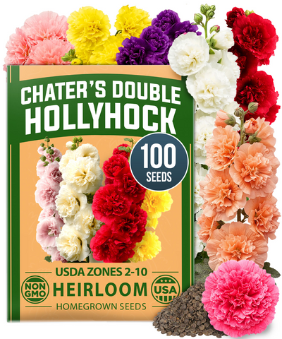 HOME GROWN Hollyhock Chaters Double Mix 100 Seeds (0.9g) – Alcea rosea Flower Seeds for Planting Spring 2026, Double Hollyhock Seeds Perennial Giant, Tall Cottage Garden Blooms