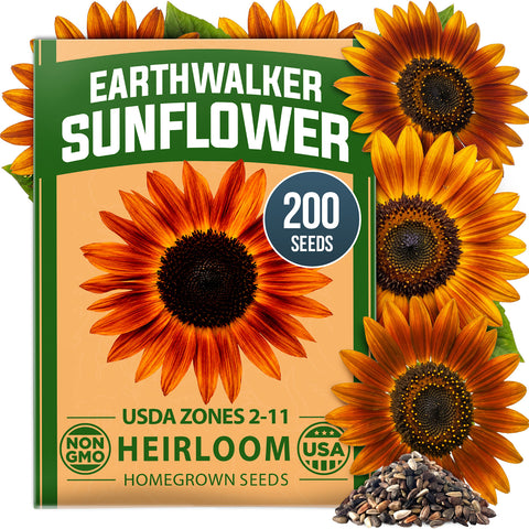 HOME GROWN Earthwalker Sunflower 200 Seeds, Helianthus annuus, Open-Pollinated Non-GMO, Rust Copper Mahogany Blooms, 6–8 Ft Tall