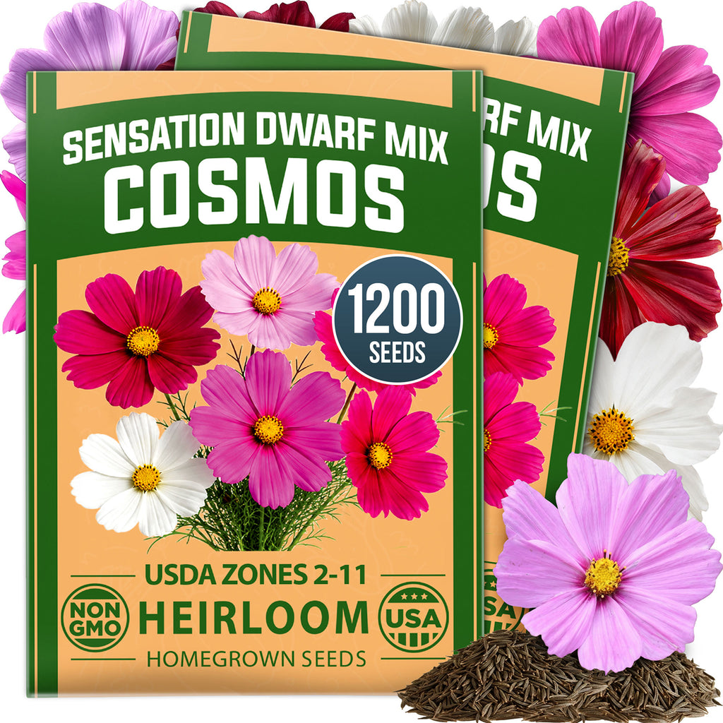 HOME GROWN Sensation Dwarf Mix Cosmos 1,200 Seeds, Cosmos bipinnatus, Heirloom Non-GMO, Pink Rose White Crimson Blooms, Compact Plants