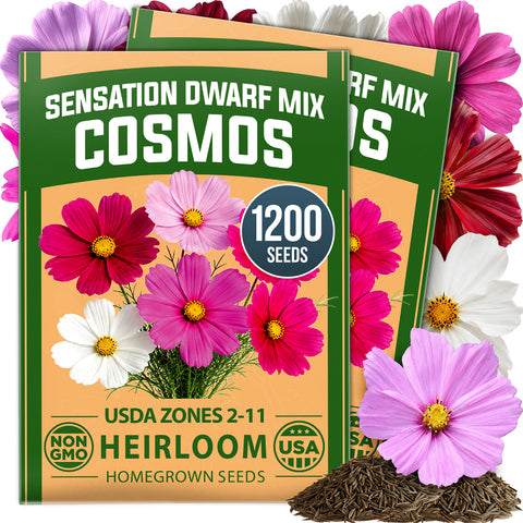 HOME GROWN Sensation Dwarf Mix Cosmos 1,200 Seeds, Cosmos bipinnatus, Heirloom Non-GMO, Pink Rose White Crimson Blooms, Compact Plants