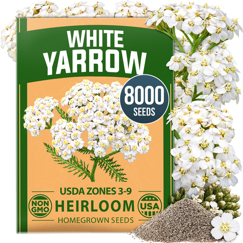 HOME GROWN White Yarrow Flower Seeds (Achillea millefolium) – 8,000 Heirloom Non-GMO Seeds, Drought-Tolerant Perennial, Pollinator-Friendly Wildflower for Gardens