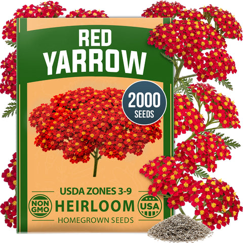 HOME GROWN Red Yarrow 2,000 Flower Seeds, Achillea millefolium, Heirloom Non-GMO, Carmine Red Blooms, Pollinator Garden