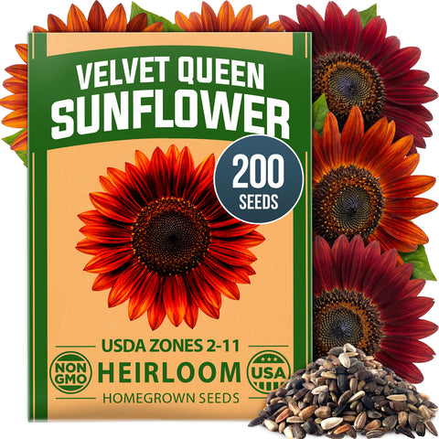 HOME GROWN Velvet Queen Sunflower 200 Seeds, Helianthus annuus, Heirloom Non-GMO, Russet Red Burgundy Blooms, 5–8 Ft Tall