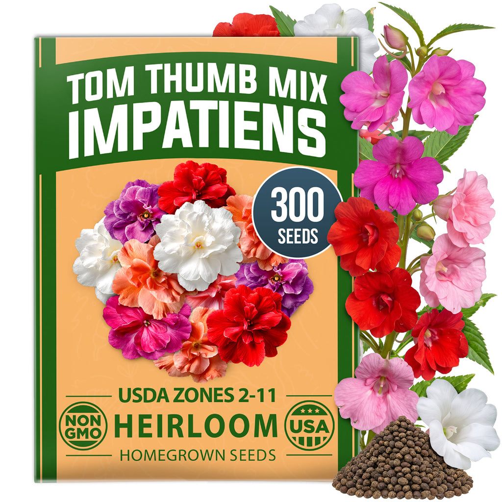 HOME GROWN Impatiens Tom Thumb Mix 300 Flower Seeds, Impatiens balsamina, Heirloom Non-GMO, Double Blooms, 5 Colors