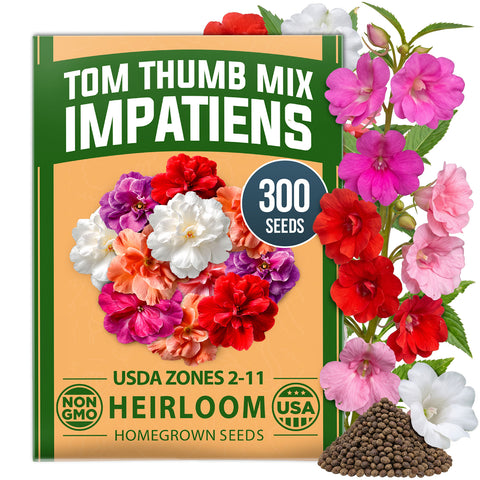 HOME GROWN Impatiens Tom Thumb Mix 300 Flower Seeds, Impatiens balsamina, Heirloom Non-GMO, Double Blooms, 5 Colors