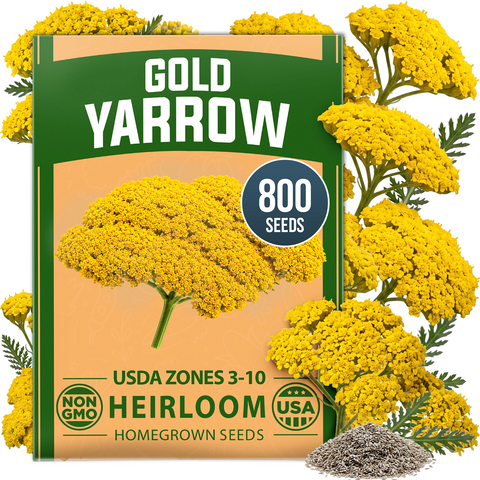 HOME GROWN Gold Yarrow Flower Seeds – 800 Heirloom Non-GMO Seeds, Achillea filipendulina, Golden Yellow Perennial Flowers for Planting, Pollinator & Cut Gardens