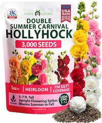 HOME GROWN Hollyhock Summer Carnival Mix Seeds – 3,000 Alcea rosea Flower Seeds, High Germination, Annual Blooms for Gardens & Borders