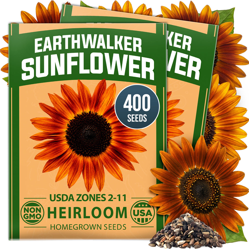 HOME GROWN Earthwalker Sunflower 400 Seeds, Helianthus annuus, Open-Pollinated Non-GMO, Rust Copper Mahogany Blooms, 6–8 Ft Tall (Copy)