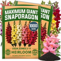 Maximum Giant Snapdragon Seeds - 10,000 Seeds (2-Pack) - Tall Cut Flowers