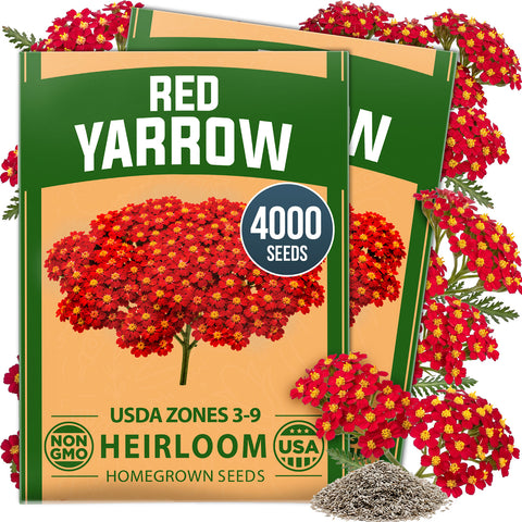 HOME GROWN Red Yarrow 4,000 Flower Seeds, Achillea millefolium, Heirloom Non-GMO, Carmine Red Blooms, Pollinator Garden (Copy)