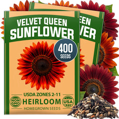 HOME GROWN Velvet Queen Sunflower 400 Seeds, Helianthus annuus, Heirloom Non-GMO, Russet Red Burgundy Blooms, 5–8 Ft Tall (Copy)