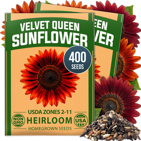 HOME GROWN Velvet Queen Sunflower 400 Seeds, Helianthus annuus, Heirloom Non-GMO, Russet Red Burgundy Blooms, 5–8 Ft Tall (Copy)
