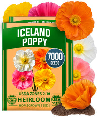 HOME GROWN Iceland Poppy Seeds – 7000 Seeds (0.60g), Spring 2026, Papaver nudicaule, Perennial Flower Seeds for Planting Outdoors