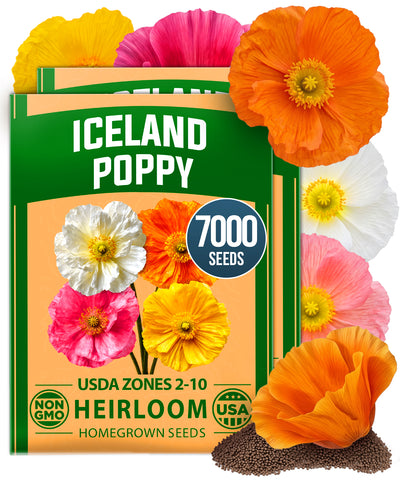 HOME GROWN Iceland Poppy Seeds – 7000 Seeds (0.60g), Spring 2026, Papaver nudicaule, Perennial Flower Seeds for Planting Outdoors
