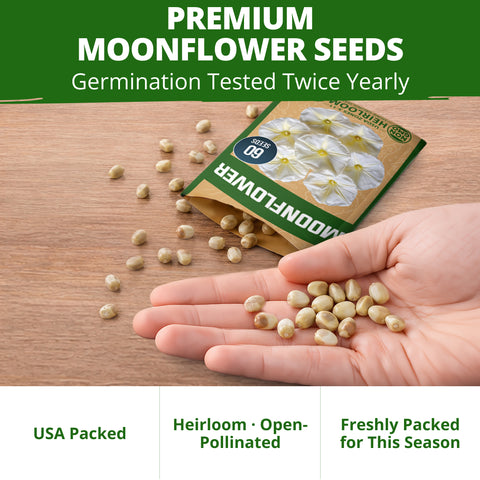 HOME GROWN Moonflower Vine 60 Flower Seeds, Ipomoea alba, Heirloom Non-GMO, Fragrant White Night-Blooming Flowers