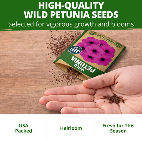 HOME GROWN Wild Petunia Flower Seeds – 3,000 Seeds, Petunia violacea, Heirloom Non-GMO Purple Petunia Seeds for Planting, Violet Trumpet Blooms, Hanging Baskets, Containers & Pollinator Gardens