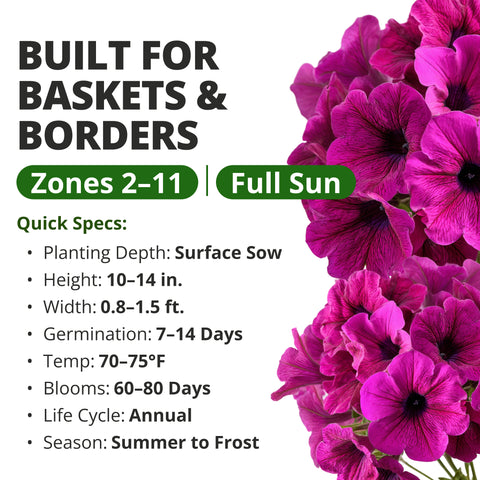 HOME GROWN Wild Petunia Flower Seeds  HOME GROWN Wild Petunia Flower Seeds – 6,000 Seeds, Petunia violacea, Heirloom Non-GMO Purple Petunia Seeds for Planting, Violet Trumpet Blooms, Hanging Baskets, Containers & Pollinator Gardens