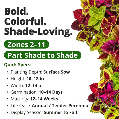 HOME GROWN Rainbow Mix Coleus Flower Seeds – 800 Seeds, Plectranthus scutellarioides, Heirloom Non-GMO Ornamental Foliage Mix for Shade Gardens, Containers & Borders