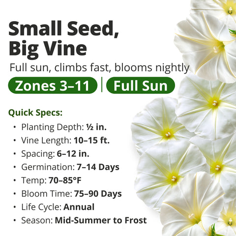 HOME GROWN Moonflower Vine 60 Flower Seeds, Ipomoea alba, Heirloom Non-GMO, Fragrant White Night-Blooming Flowers