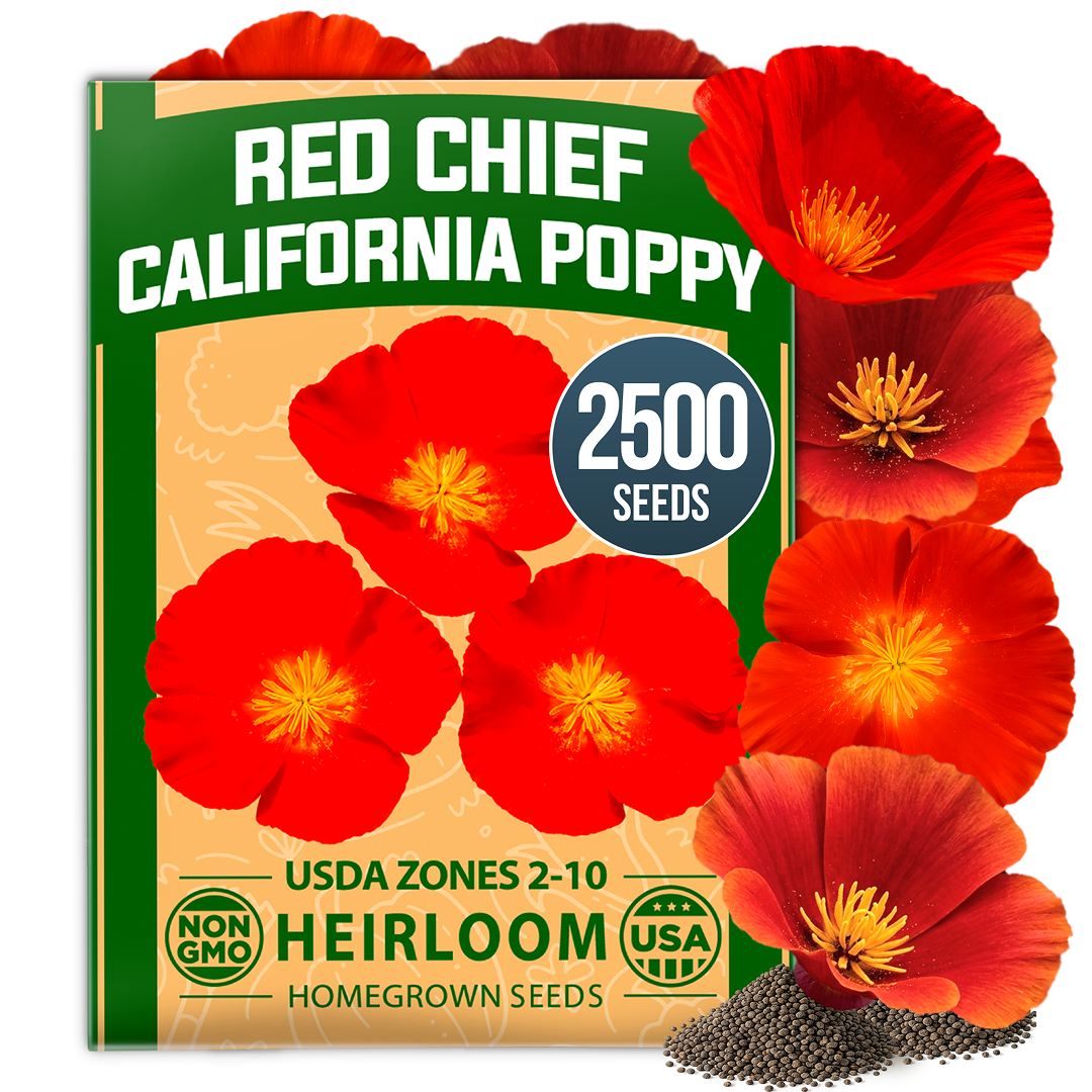 HOME GROWN California Poppy Red Chief Seeds – 2,500 Eschscholzia californica Seeds (3.2g), Heirloom Non-GMO, Crimson Wildflower