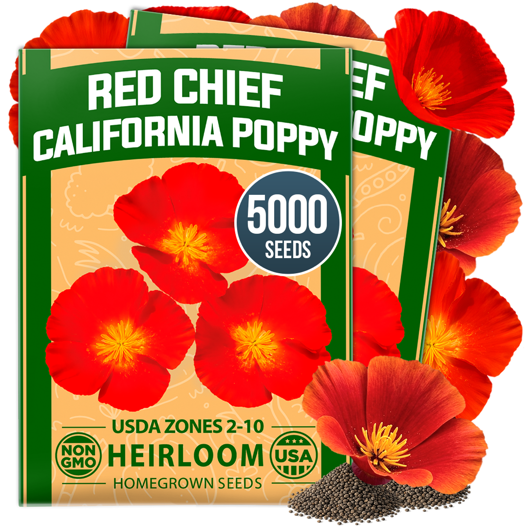 HOME GROWN California Poppy Red Chief Seeds – 5000 Eschscholzia californica Seeds (3.2g), Heirloom Non-GMO, Crimson Wildflower
