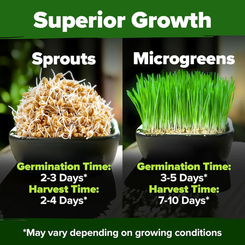 planting wheatgrass seeds Hard Red Winter Wheatgrass Seeds, 1.5lb Bulk