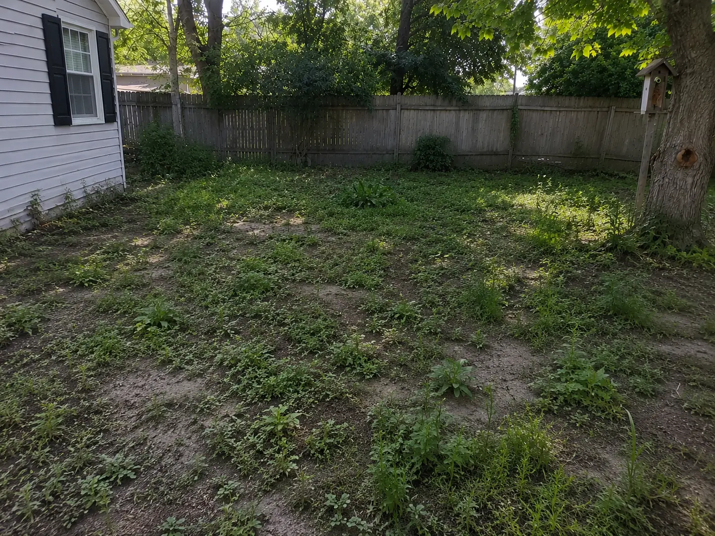 My yard — before