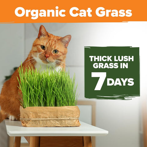 cat grass seeds lowes Organic Cat Grass Seeds, 8oz, USA-Grown Oat & Barley