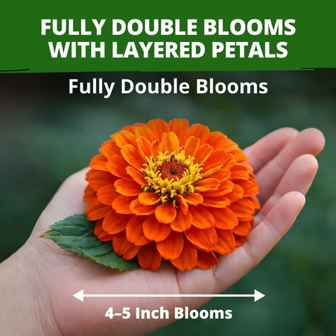 Dahlia Zinnia Seeds - 4,300 Seeds (1 oz) - Large Double Blooms