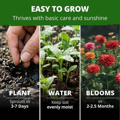 Dahlia Zinnia Seeds - 4,300 Seeds (1 oz) - Large Double Blooms