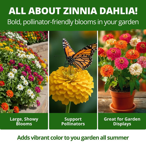 Dahlia Zinnia Seeds - 4,300 Seeds (1 oz) - Large Double Blooms