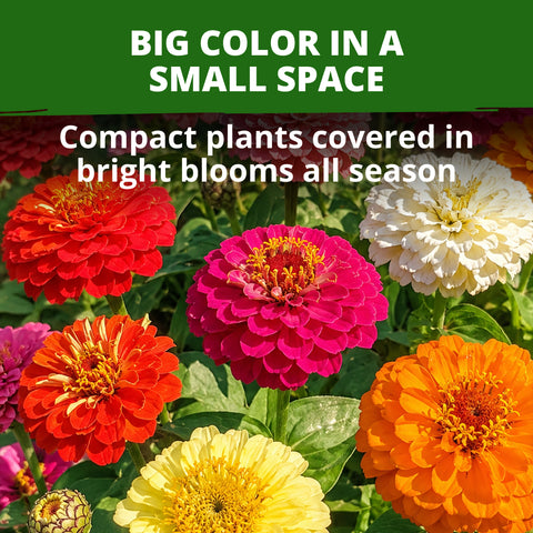 HOME GROWN Thumbelina Zinnia Seeds – 3,000 Heirloom Zinnia elegans Seeds (14g), Dwarf Mixed Colors, Easy Outdoor Flowers, USDA Zones 3–10