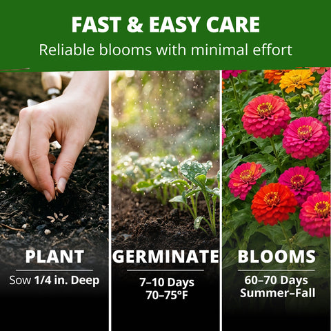 HOME GROWN Thumbelina Zinnia Seeds – 3,000 Heirloom Zinnia elegans Seeds (14g), Dwarf Mixed Colors, Easy Outdoor Flowers, USDA Zones 3–10